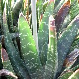Gasteria carinata verrucosa v. major Dscf4602.jpg